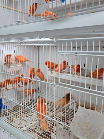 Canaries for sale