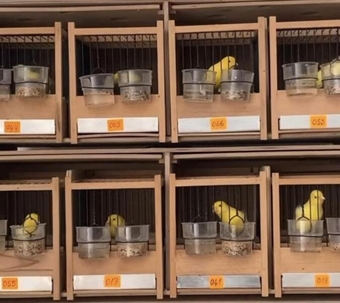 Pure Waterslager canaries for sale