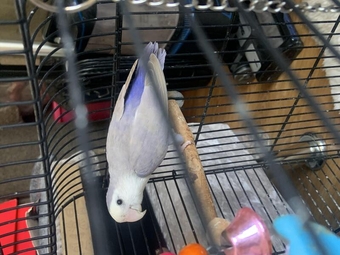 Lovely Lovebird for sale