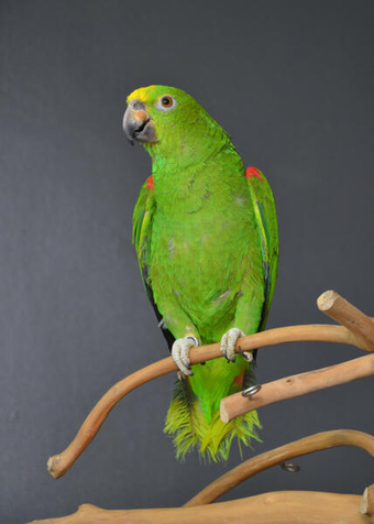 Yellow Crowned Amazon Talking parrot