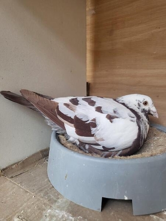 Pigeons for sale
