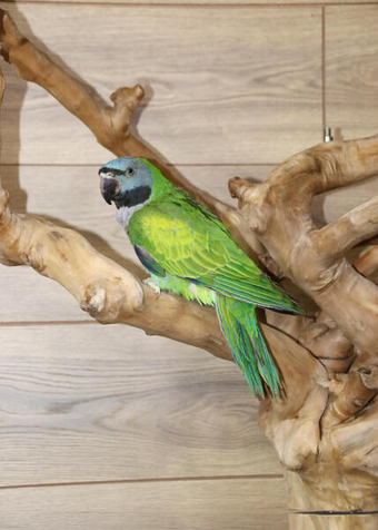 Darbyen parrots available