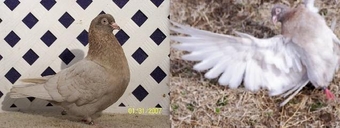 Parlour roller Pigeons for sale( they roll on the floor/ground)