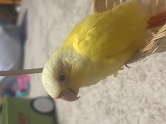 Tamed Baby Conure