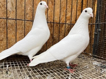 PURE WHITE STRAIGHT TAIL ENGLISH GARDEN DOVES