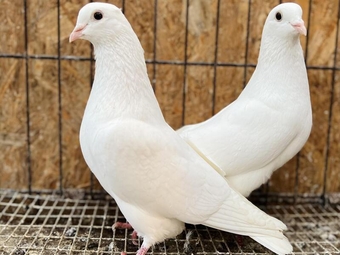 PURE WHITE ENGLISH STRAIGHT TAILED DOVES FOR SALE