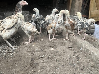 Aseel chicks chickens for sale
