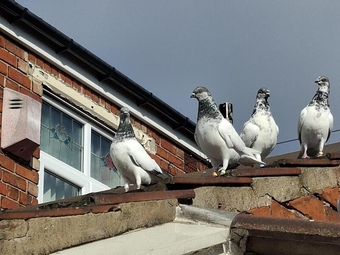 Budapest High Flyer Pigeons For Sale in Middlesbrough