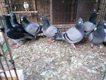 Beautiful breeding pigeons for sale