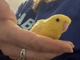 Hand reared Yellow Lineolated Parakeets