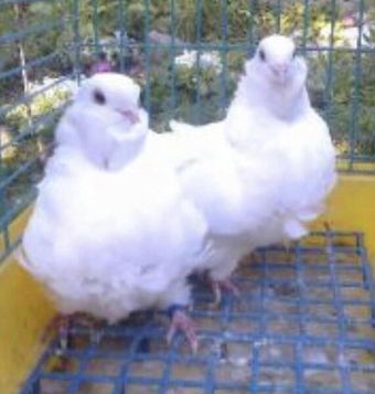 Pure white Chinese owls pigeons  for sale