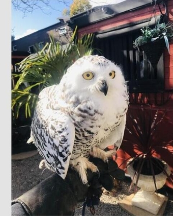 Wanted male snowy owl