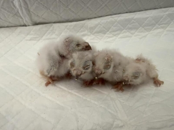 Indian Scops owls hand reared