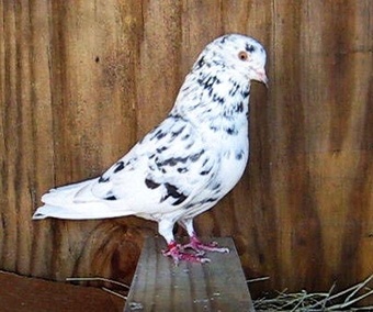 Quality roller pigeons in rare colours