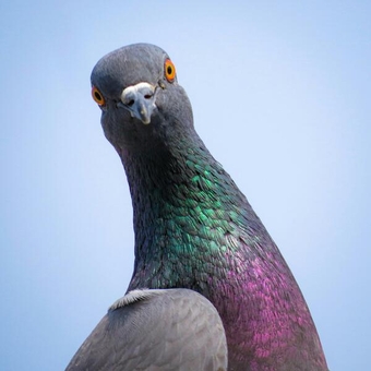 6 x FREE Racing Pigeons