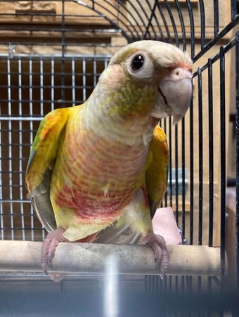 Proven Pair Pineapple Conures for Sale