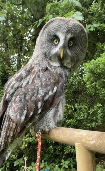 3 year old pair of Great Grey Owls