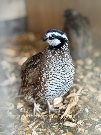 Quails for sale