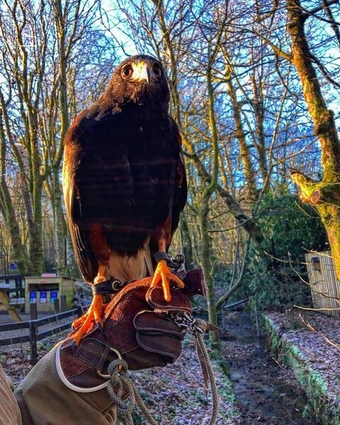 Harris hawk x redtail hawk male available for a new home
