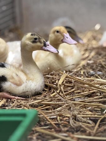 Ducklings for sale
