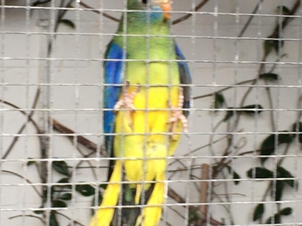 Turquoisine Parakeets for sale