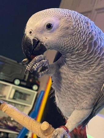 Male African Grey Parrot