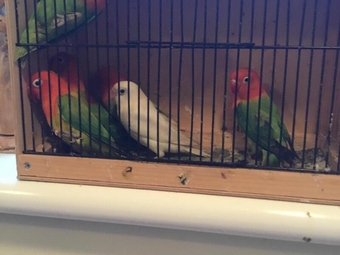 £45 each bulk buy 20 x birds