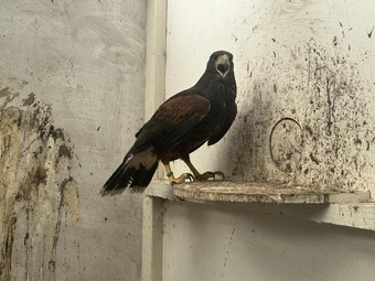 Female Harris hawk