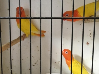 WANTED, opaline Fischer lovebirds