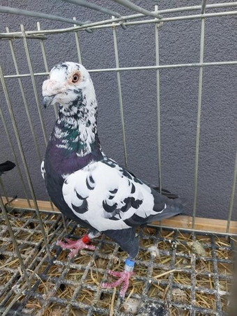 BLACK TIGER GRIZZEL RACING PIGEONS HIGH QUALITY BIRDS