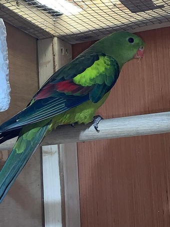 Hen Rockpebbler breeding age