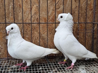 SHOW QUALITY GERMAN OWL FANCY PIGEONS
