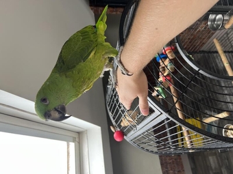 Yellow naped amazon