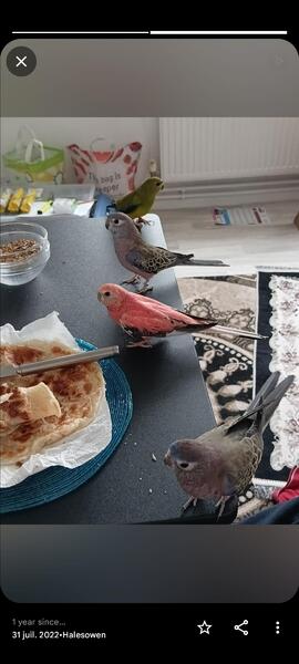 Bourke Parakeet for sale