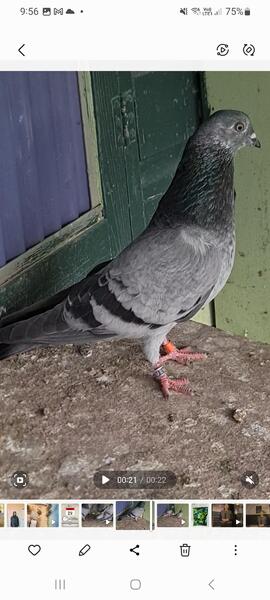 Pigeons jack bowdens for sale