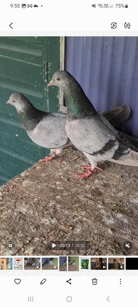 Pigeons jack bowdens for sale