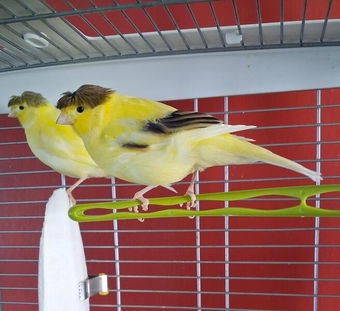 Male crested canaries £60 each