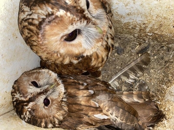 Tawny owl male wanted