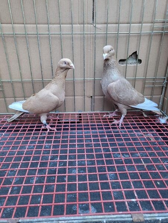 Pigeons for sale