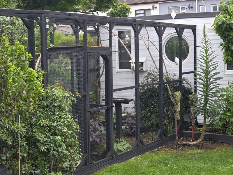 Looking for aviary bird in {LOCATION}
