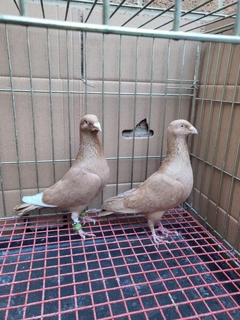 Pigeons for sale