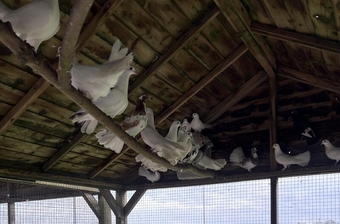 Garden fantail pigeons for sale