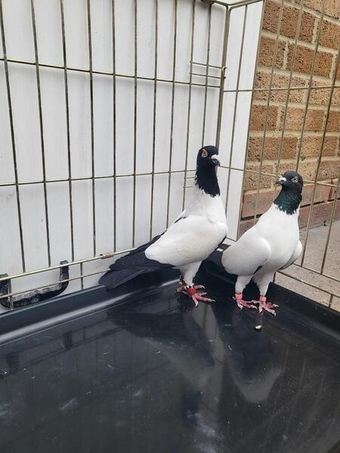 Pigeons for sale