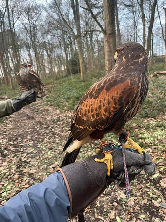 Harris hawk available for sale