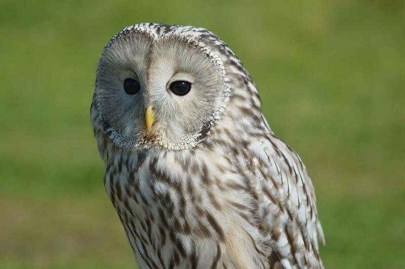 WANTED -BREEDING OWLS in {LOCATION}
