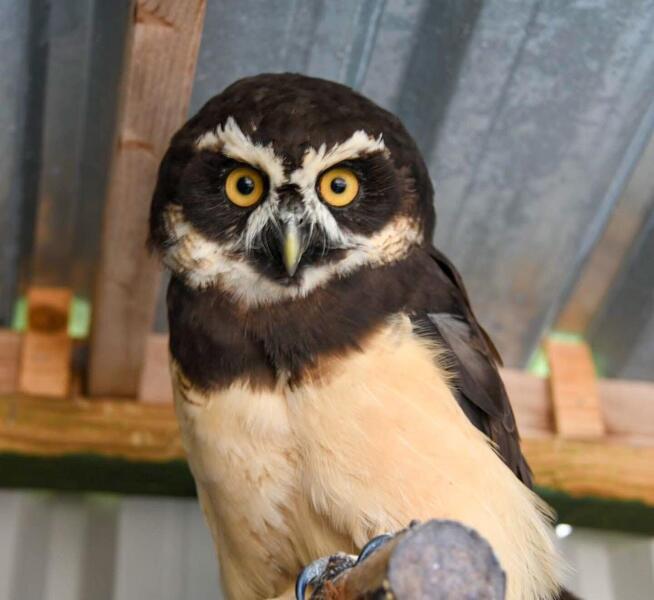 Owls