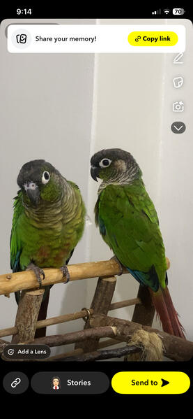 2 green cheek conures- semi tame