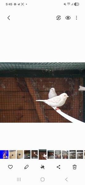 White red eyed satinette canary cock for sale