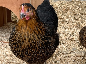 Black Rock Chickens For Sale - Point of Lay Pullets