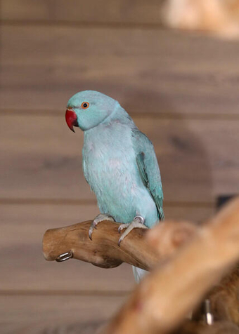 Baby Ringneck talking parrots